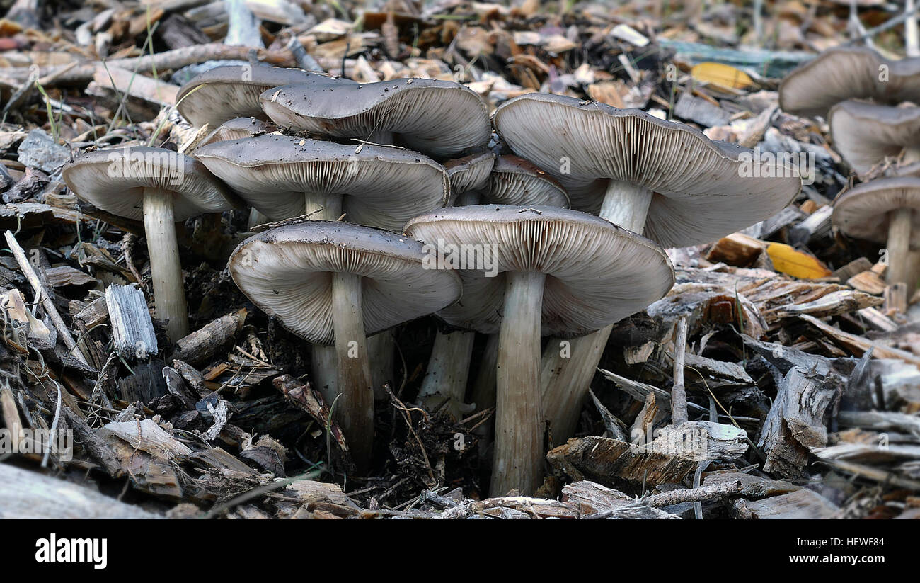 Entoloma haastii. is a mushroom in the Entolomataceae family. Described as new to science in 1964, it is known only from New Zealand, where it grows on the ground in leaf litter, usually near Nothofagus species. Stock Photo