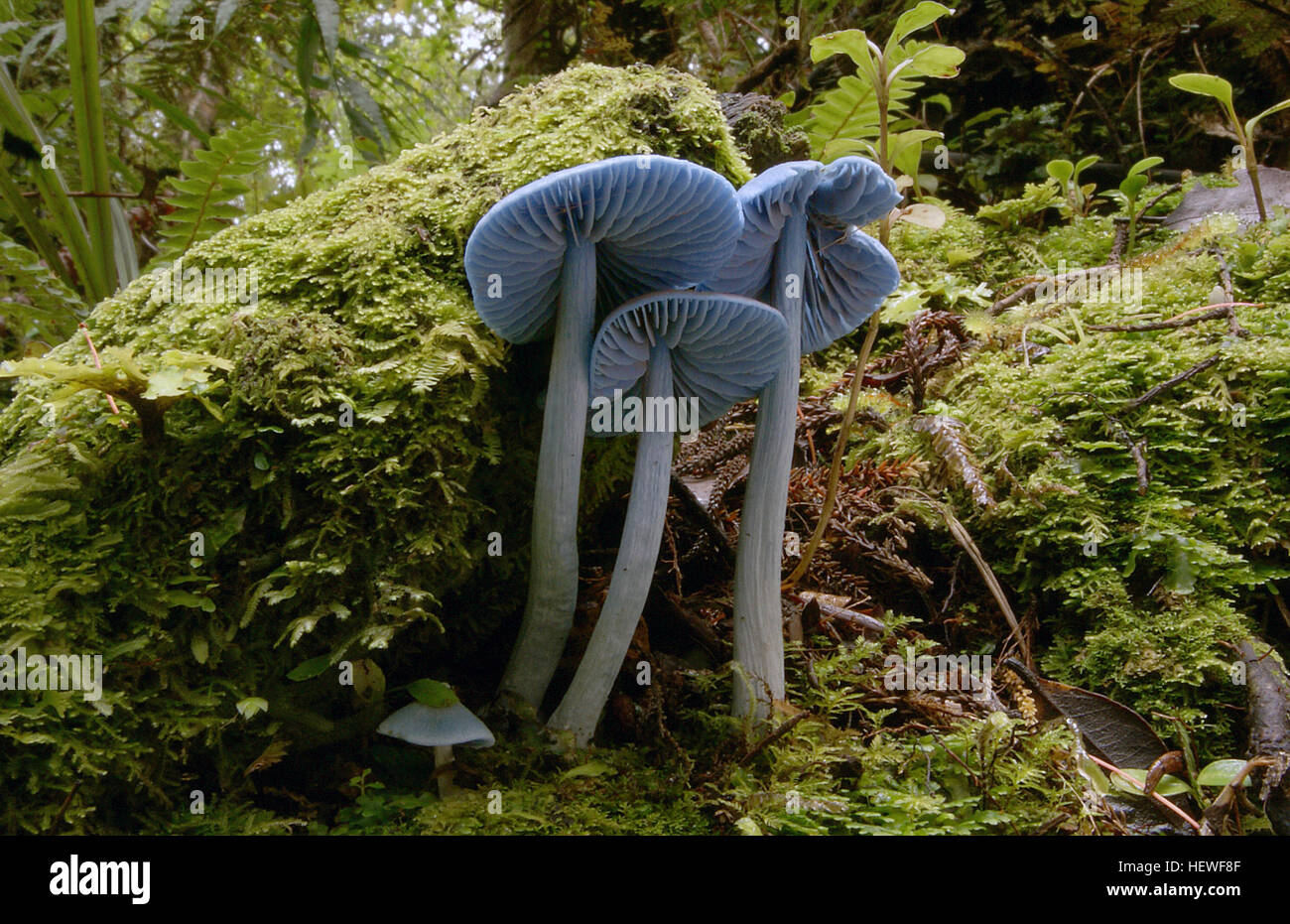 Sky Blue Mushroom New Zealand Hi res Stock Photography And Images Alamy sky-blue-mushroom-new-zealand-hi-res-stock-photography-and-images-alamy