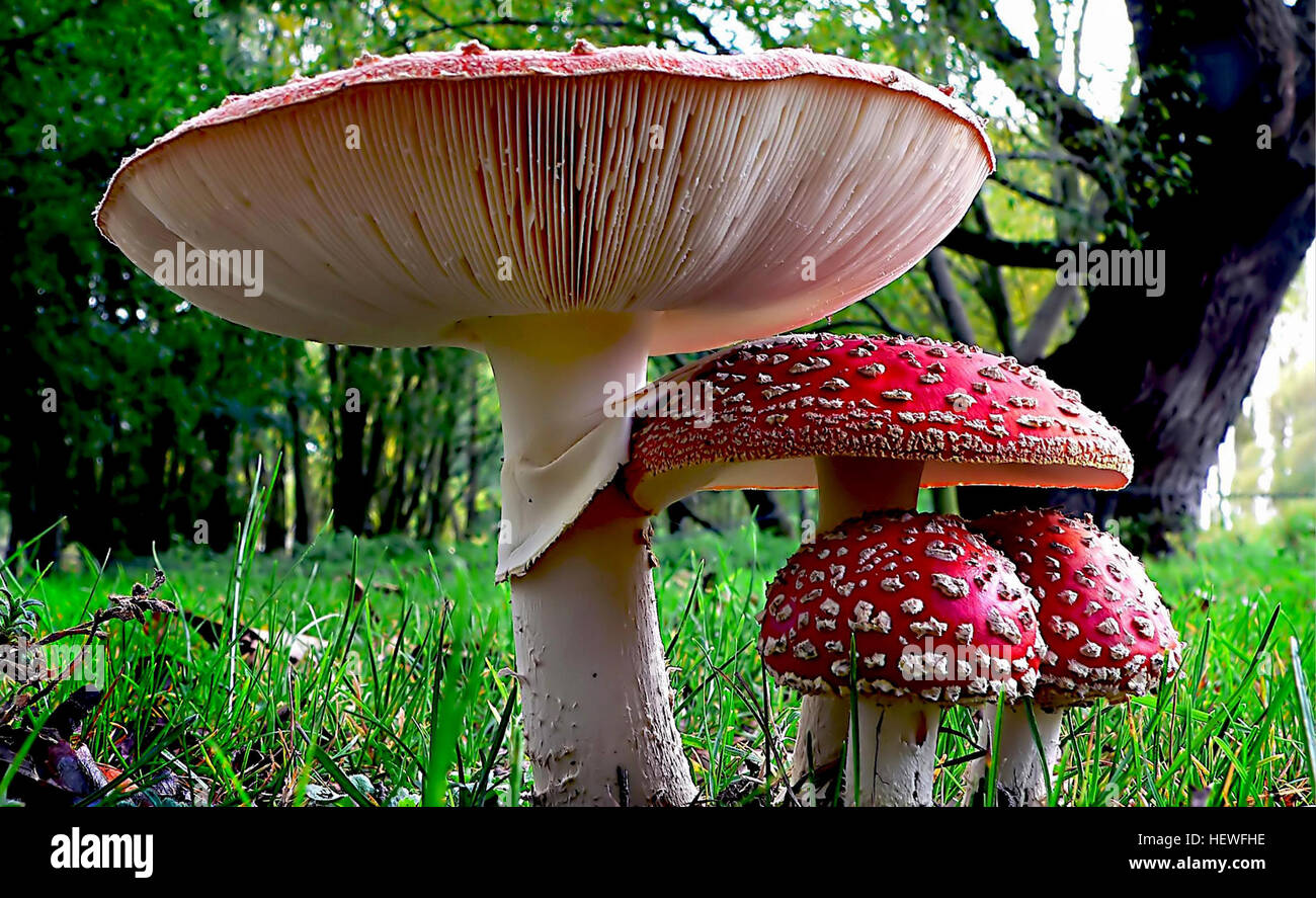 Amanita muscaria, commonly known as the fly agaric or fly amanita, is a mushroom and psychoactive basidiomycete fungus, one of many in the genus Amanita. Native throughout the temperate and boreal regions of the Northern Hemisphere, Amanita muscaria has been unintentionally introduced to many countries in the Southern Hemisphere, generally as a symbiont with pine and birch plantations, and is now a true cosmopolitan species. It associates with various deciduous and coniferous trees.  The quintessential toadstool, it is a large white-gilled, white-spotted, usually red mushroom, one of the most  Stock Photo