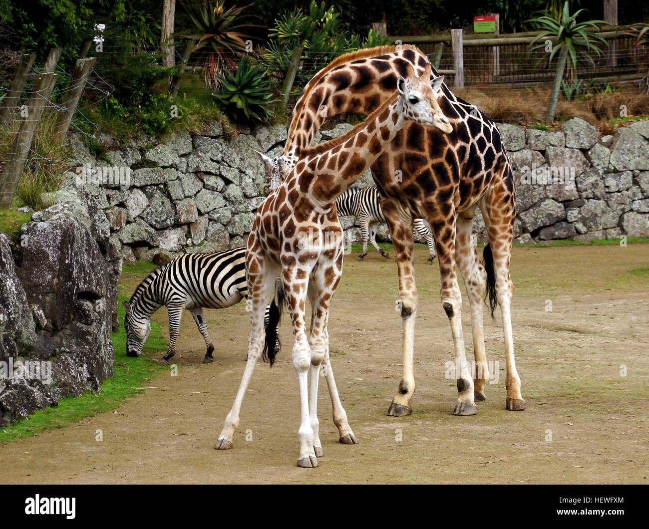 The giraffe is the tallest land animal and the largest ruminant, known for its camel-like features and distinctive fur patches, native to Africa. Stock Photo