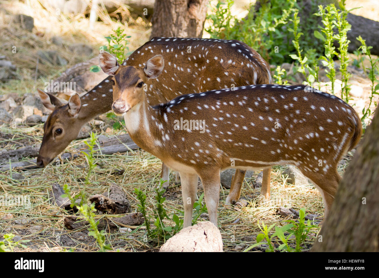 Image of a chital or spotted deer on nature background. wild animals. Stock Photo