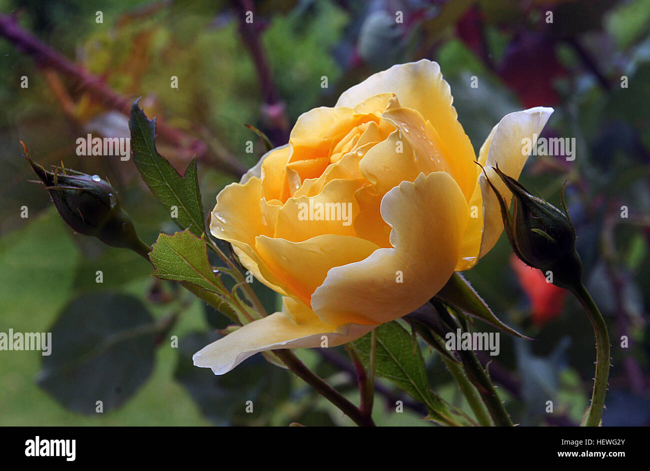 Yellow cup shaped flowers hi-res stock photography and images - Alamy