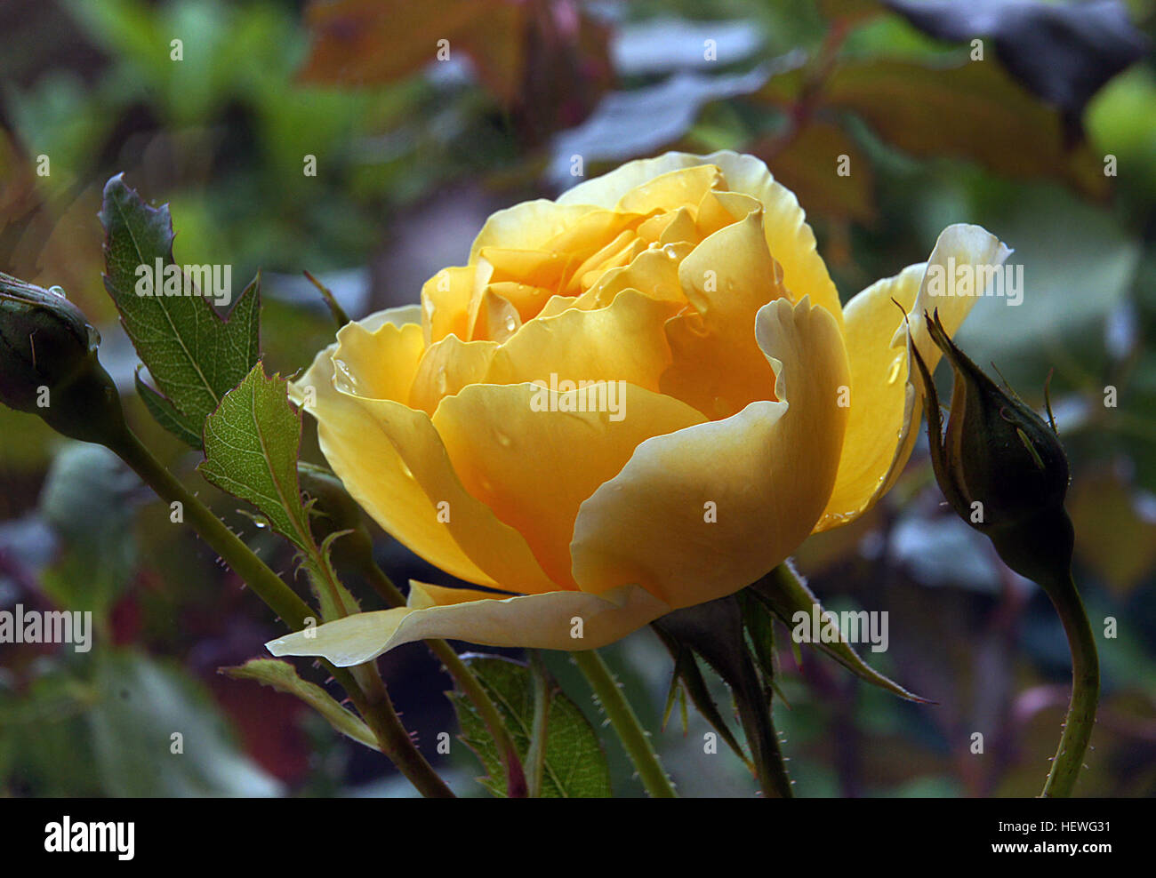 Yellow Rose Reference The Graham Thomas rose is a popular yellow rose variety known for its ...