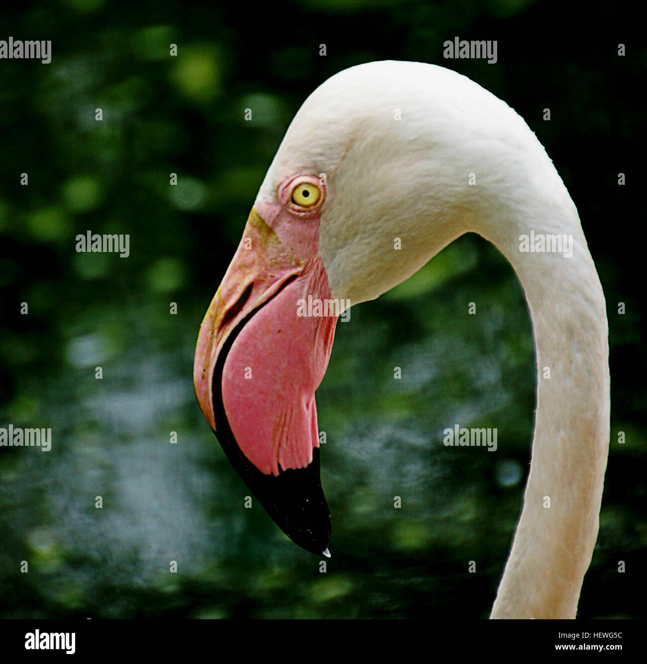 Tall image flamingo hi-res stock photography and images - Alamy