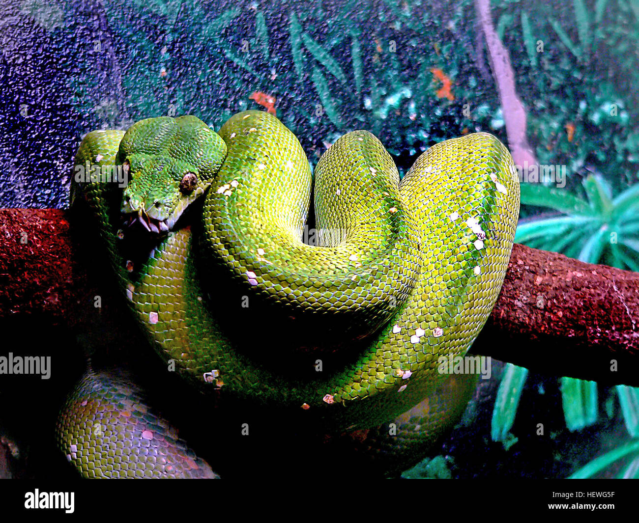 Snakes striking form hi-res stock photography and images - Alamy