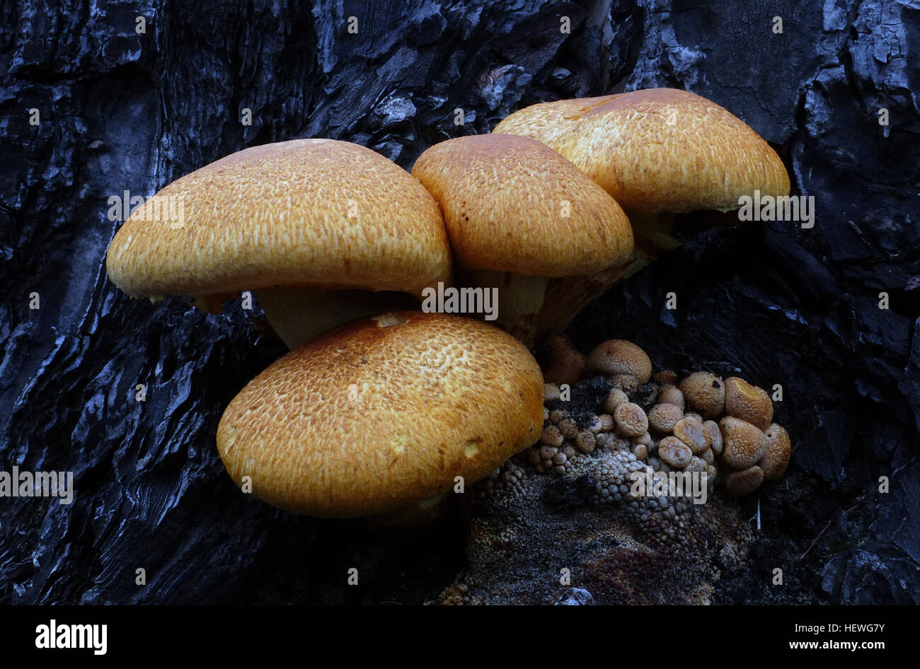 Gymnopilus junonius is a species of mushroom in the family
