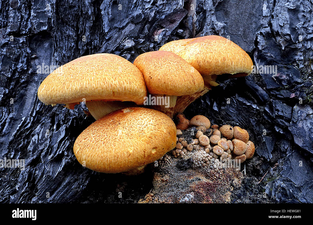 Laughing gym mushroom High Resolution Stock Photography and Images Alamy