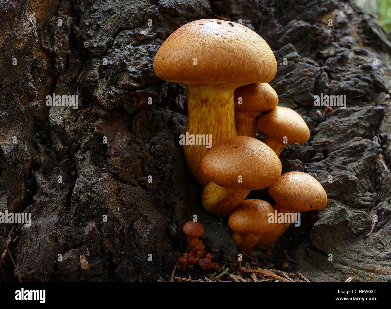 This impressive mushroom is found growing in dense clusters on stumps and logs of both hardwoods and conifers--and a number of associated species names are found growing in a dense cluster, as well. These species (if they are truly distinct), are all fairly large mushrooms that have orange to orangish brown spore prints, bitter taste, and stems that feature rings or ring zones. The central species name is Gymnopilus junonius, which is the correct name for &quot;Gymnopilus spectabilis,&quot; according to the most recent taxonomists. Stock Photo