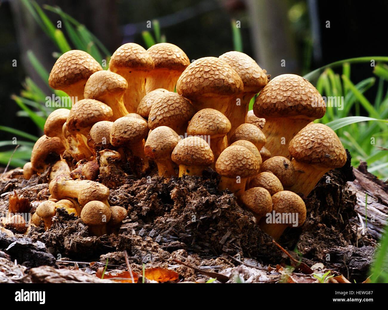 Gymnopilus junonius is a species of mushroom in the family