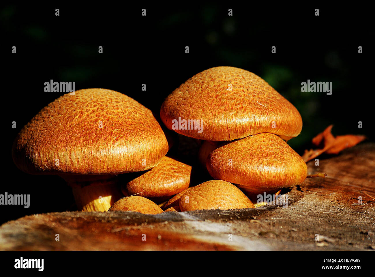 Gymnopilus junonius is a species of mushroom in the family Cortinariaceae. Commonly known as laughing gym, laughing Jim, or the spectacular rustgill, this large orange mushroom is typically found growing on tree stumps, logs, or tree bases. Some subspecies of this mushroom contain the hallucinogenic compound psilocybin. Stock Photo