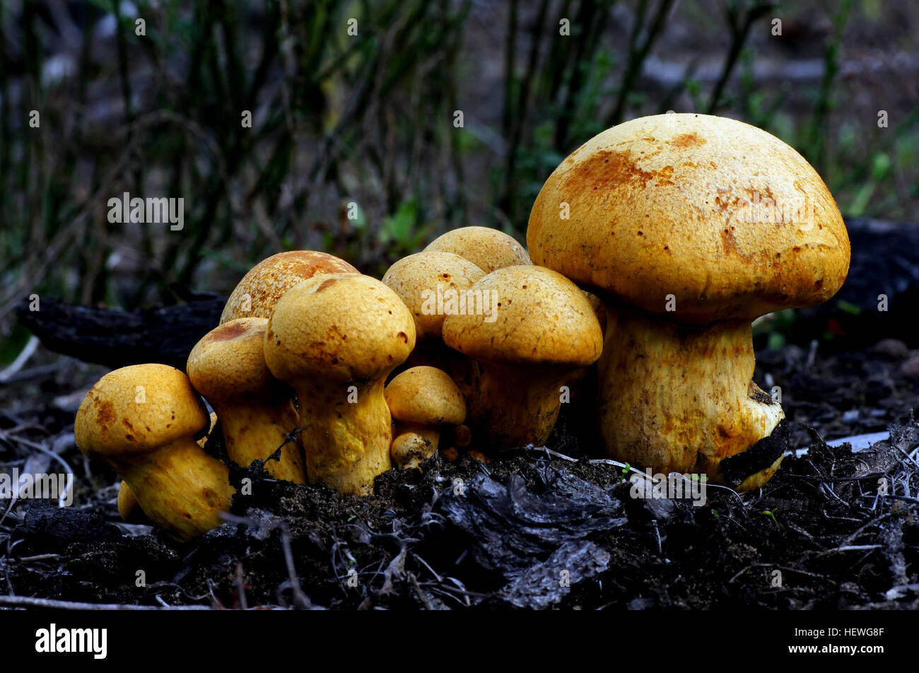 Rings stems hires stock photography and images Alamy
