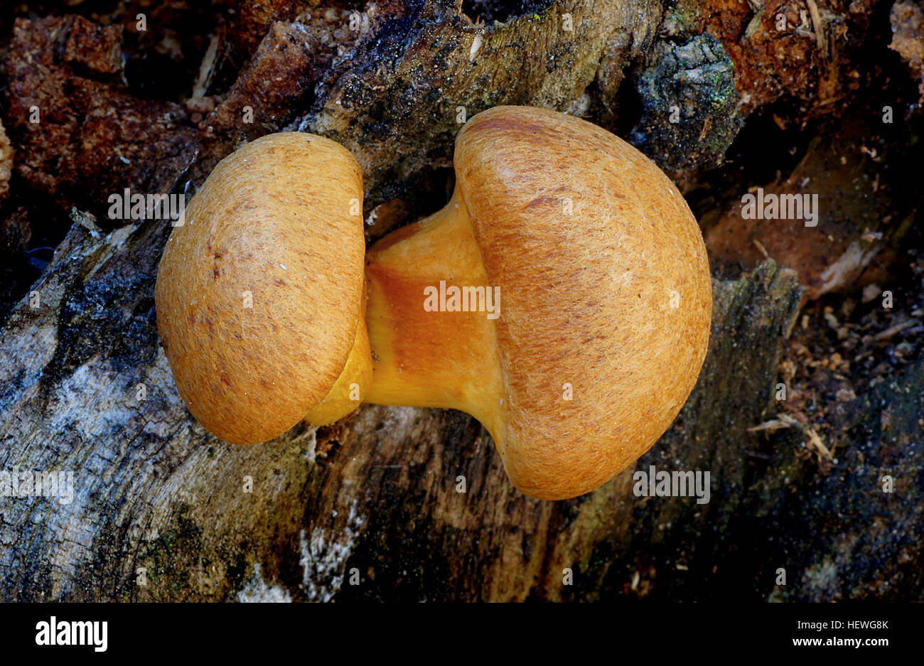 Gymnopilus is a genus of gilled mushrooms within the fungal family Strophariaceae containing about 200 rusty-orange spored mushroom species formerly divided among Pholiota and the defunct genus Flammula. Stock Photo