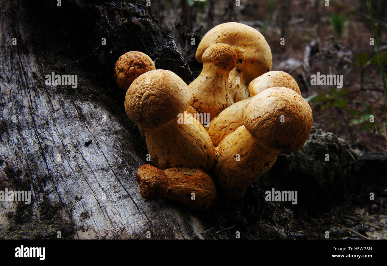 Gymnopilus.   Gymnopilus is a genus of gilled mushrooms within the fungal family Strophariaceae containing about 200 rusty-orange spored mushroom species formerly divided among Pholiota and the defunct genus Flammula. Stock Photo
