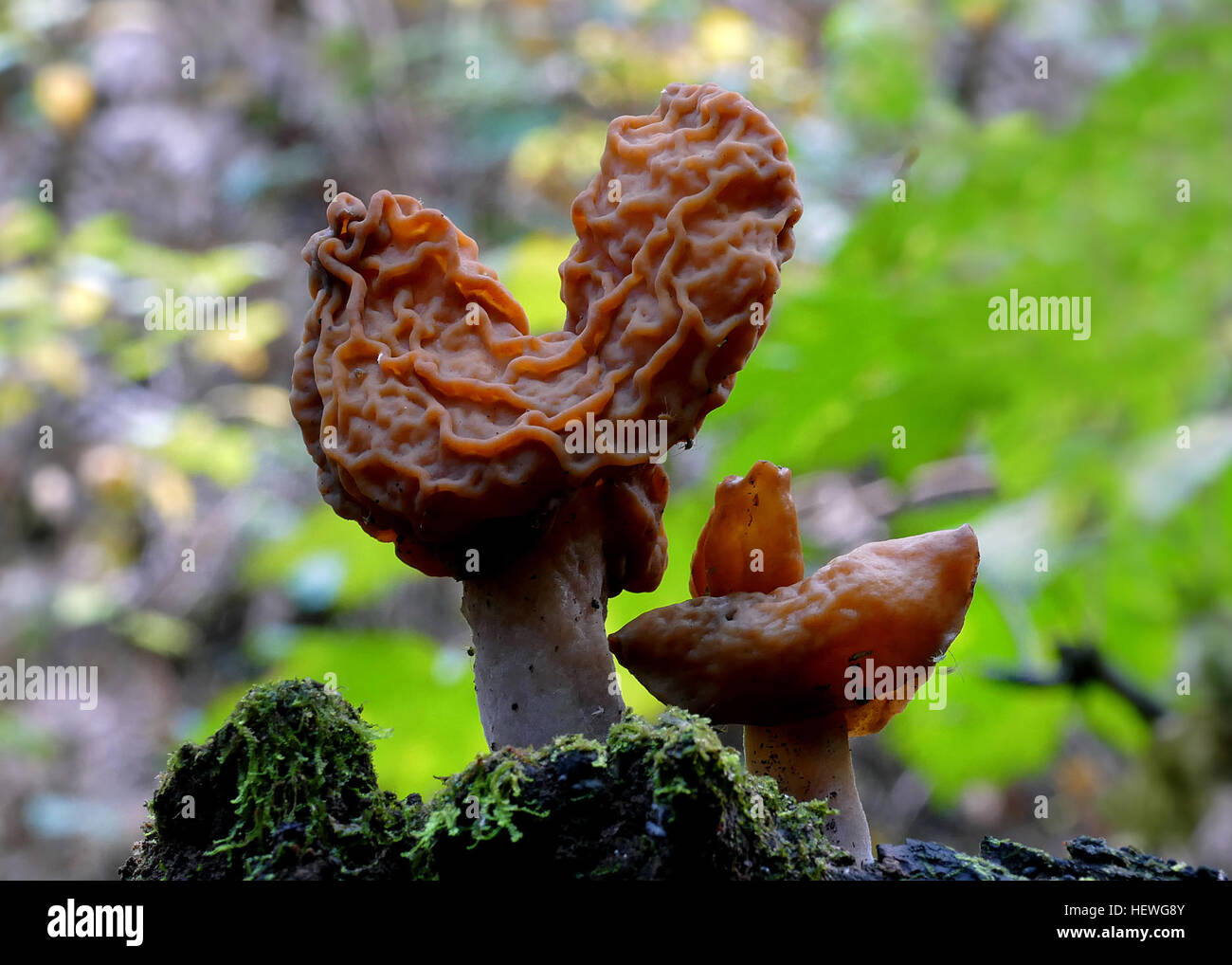 The false morels. These large operculate discomycetes have lobed and distorted, sometimes saddle-shaped caps and well-defined stalks. There are at least two species in New Zealand, the indigenous G. tasmanica and the exotic G. infula. Both are poisonous. Stock Photo