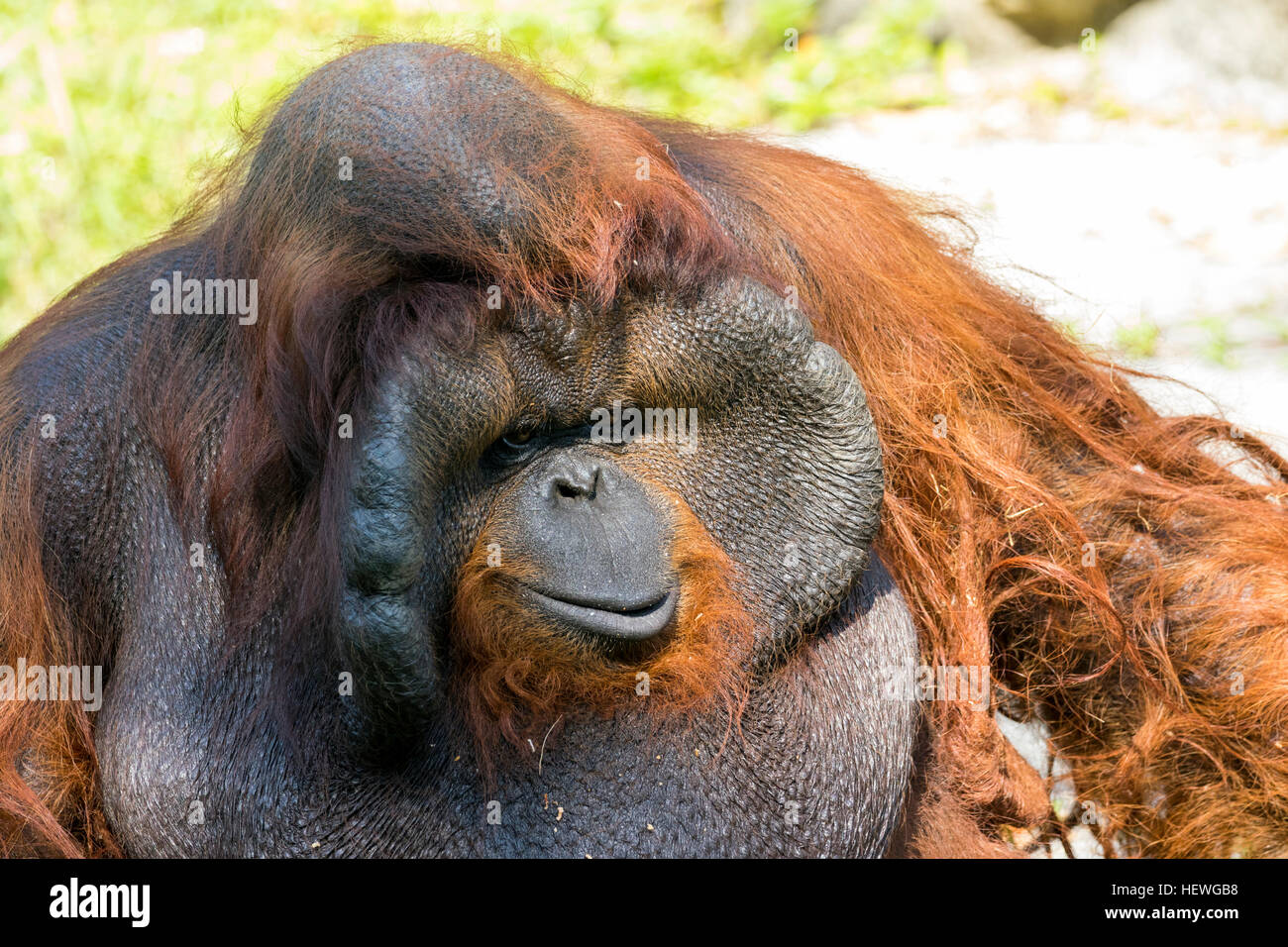 Image of a big male orangutan orange monkey. Wild Animals. Stock Photo