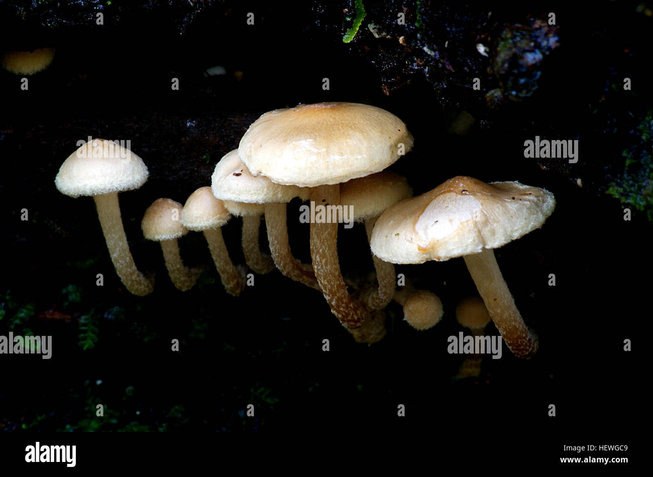 Identification of species in Hebeloma is tedious, and microscopic study of specimens is required; a Roman aqueduct section is the place to start. Beyond a few of the well known &quot;field guide species&quot; (which are actually species groups), most of the genus consists of groups of frustratingly similar mushrooms, Stock Photo