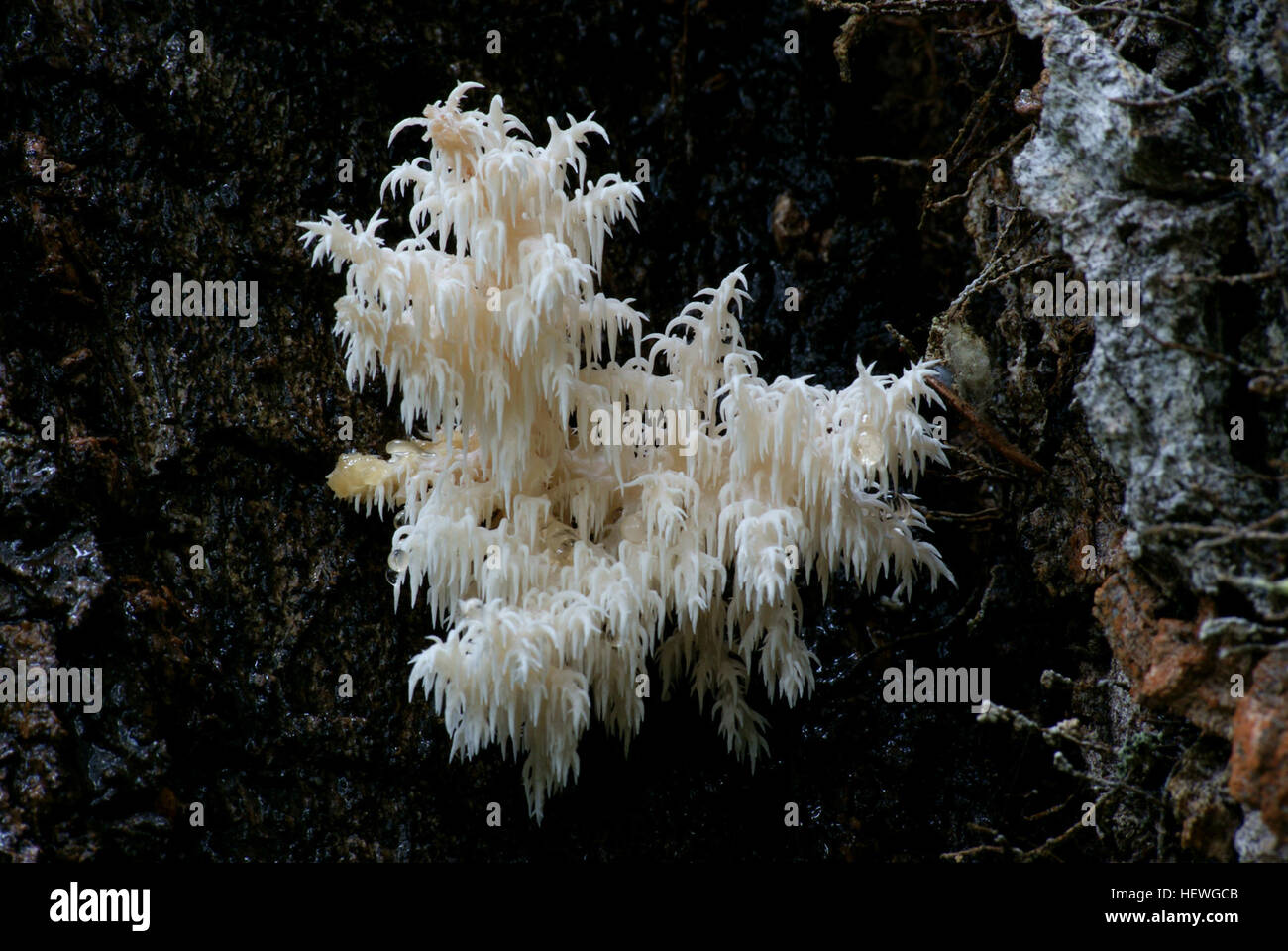 Description  The coral tooth fungus (Hericium coralloides) has been described as our most beautiful species of fungus. It is a member of the group called 'tooth fungi', because their fruit bodies produce tooth-like spines  These spines serve the same function (producing spores) as the more familiar gills found on mushrooms The coral tooth fungus is pale whitish in colour, and has branches from which long, fine spines hang down like icicles. When young, the species has a more 'knobbly' appearance and is said to resemble a coral. Stock Photo