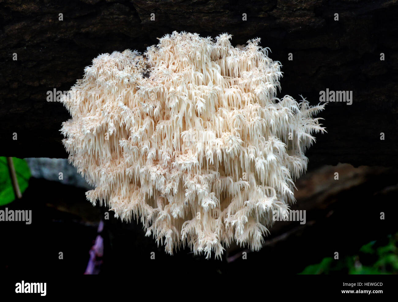 Hericium coralloides can be found as a solitary clump or in clustered clumps on dead hardwood logs and stumps, sometimes in huge patches that can be seen from quite some distance.  It is recognized by its short (mostly about 1 cm long) spines, and the fact that the spines hang in rows along delicate branches. It is saprobic and possibly parasitic; growing alone or gregariously at summer and autumn.  The fruiting body can be  8-30 cm  in diameter, fleshy, white at first, light brown or yellowish with age, a few main branches arising from the narrow base, every main branch sending forth numerous Stock Photo