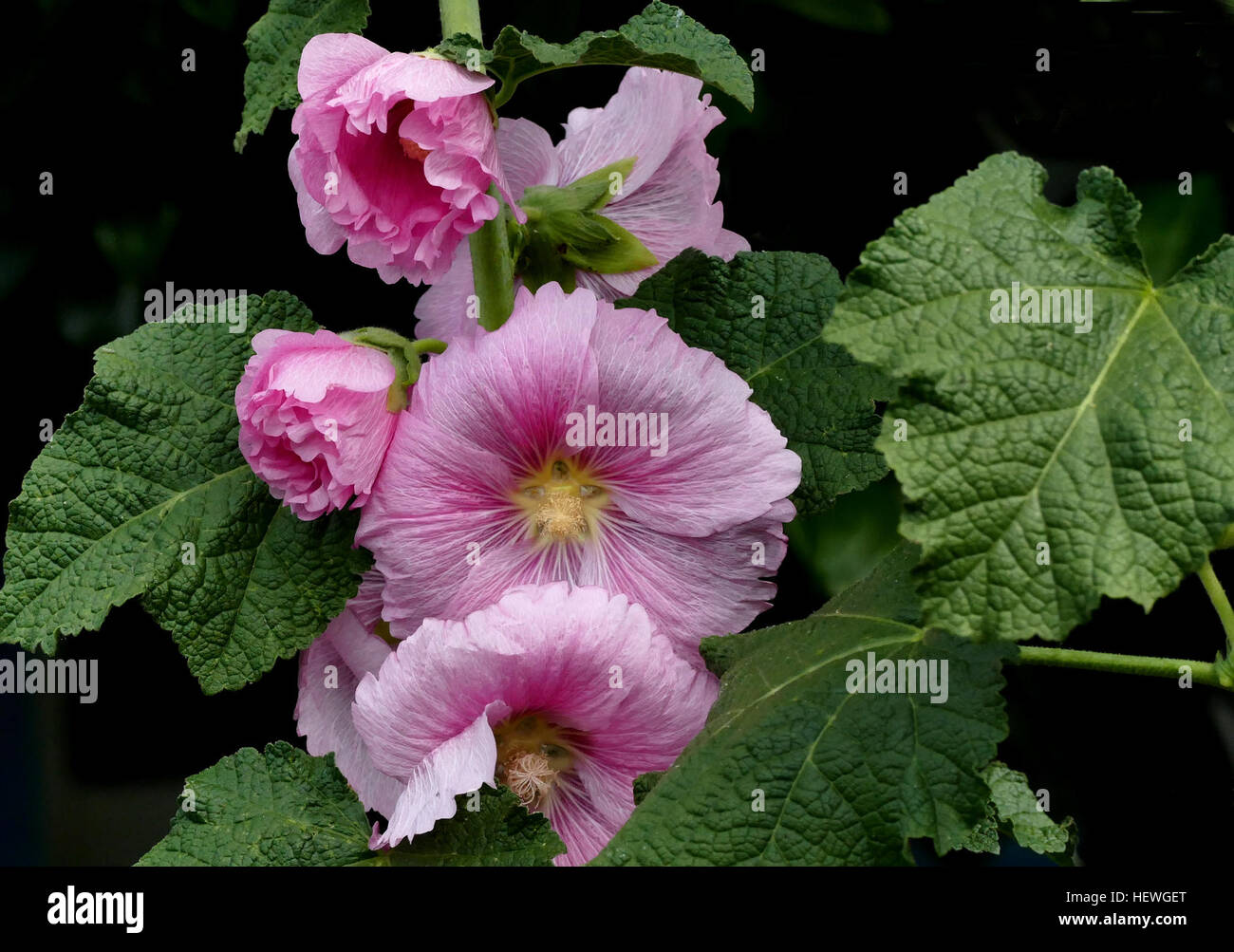 Growing hollyhocks (Alcea rosea) in the garden is the goal of many gardeners who remember these impressive flowers from their youth. The flower stalks on hollyhocks can reach heights of 9 feet tall! They can tower above a garden, adding a lovely vertical element to your yard. Stock Photo