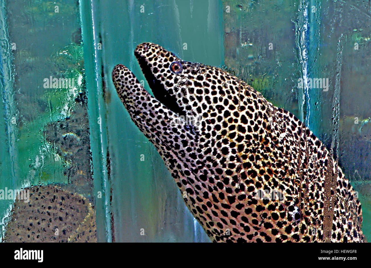 HONEYCOMB MORAY Many people are scared of eels because they look and move like snakes. However, eels are in fact a type of fish with no scales, spending most of their time hiding in caves and rock crevices on the bottom of the sea.   Moray eels have developed a bad rap with divers and are widely considered to be aggressively natured. These spotted beauties are often seen peering out of rocky crevices with their mouths wide open, looking menacing and scary – but fear not, this is not threatening behaviour! These snake-like creatures open and close their mouths to move water through their gills  Stock Photo