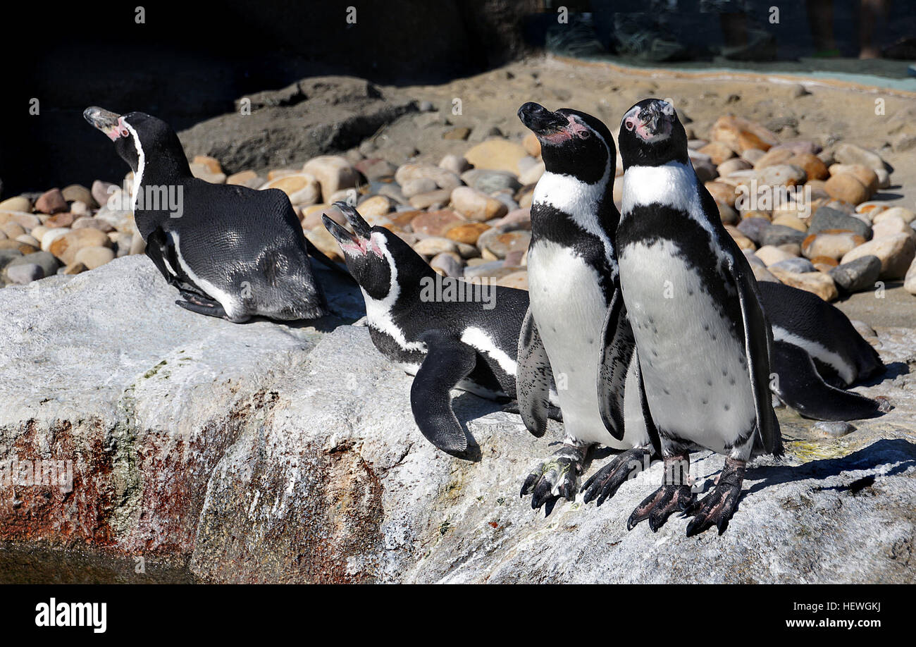 The Humboldt penguin is a South American penguin, that breeds in