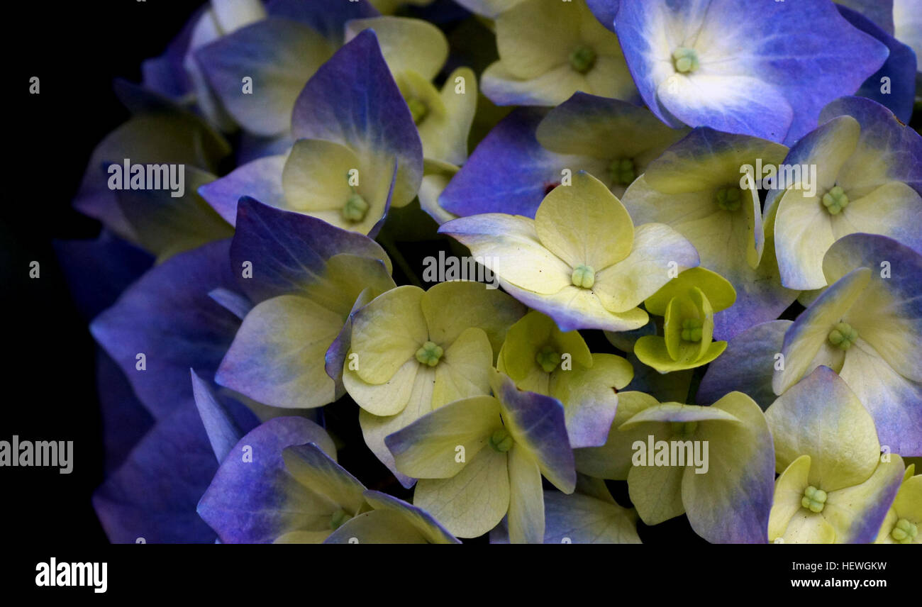 Hydrangea is a genus comprising 70-75 species of flowering plants. It ...
