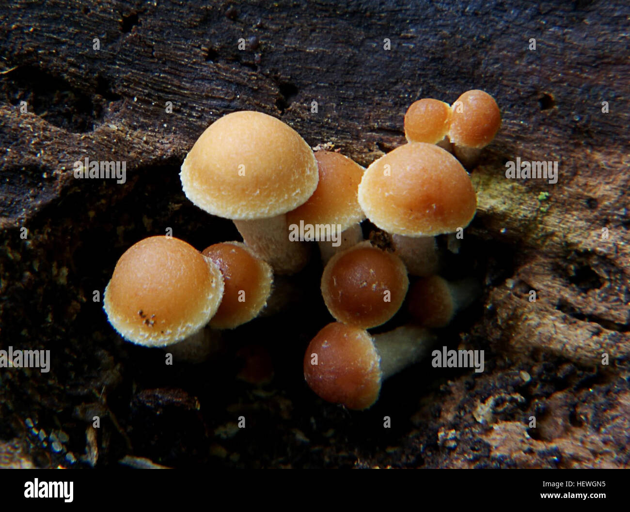 Hypholoma fasciculare, commonly called the sulphur tuft, is a woodland mushroom known for its sulfur-colored caps. It grows in clusters and is often visible in autumn when other mushrooms are scarce. This species is found in forested areas and is a part of the wood-decay fungi group. Stock Photo