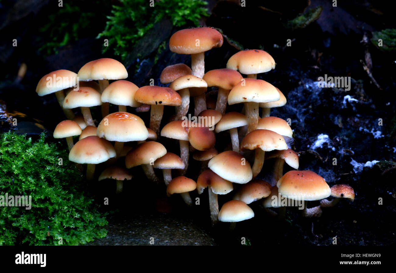 Vomiting and diarrhea hires stock photography and images Alamy