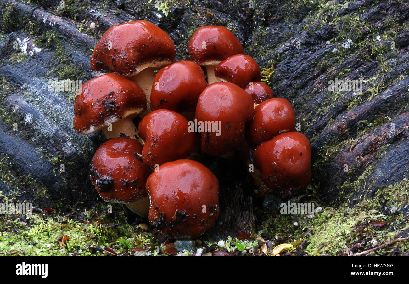 Kingdom: Fungi  Division:Basidiomycota  Class:Agaricomycetes  Order:Cortinariales or Agaricales Family:Strophariaceae Genus:Hypholoma  Species: H. sublateritium  Binomial name Hypholoma sublateritium Common name: Brick woodtuft,  These fungi are found on stumps and fallen logs.  It can be seen as a cluster of red brown mushrooms growing from the soil but they will be growning on buried wood. The cap is from 20 - 70mm. Initially it is capped then becomes flatterned. Stock Photo