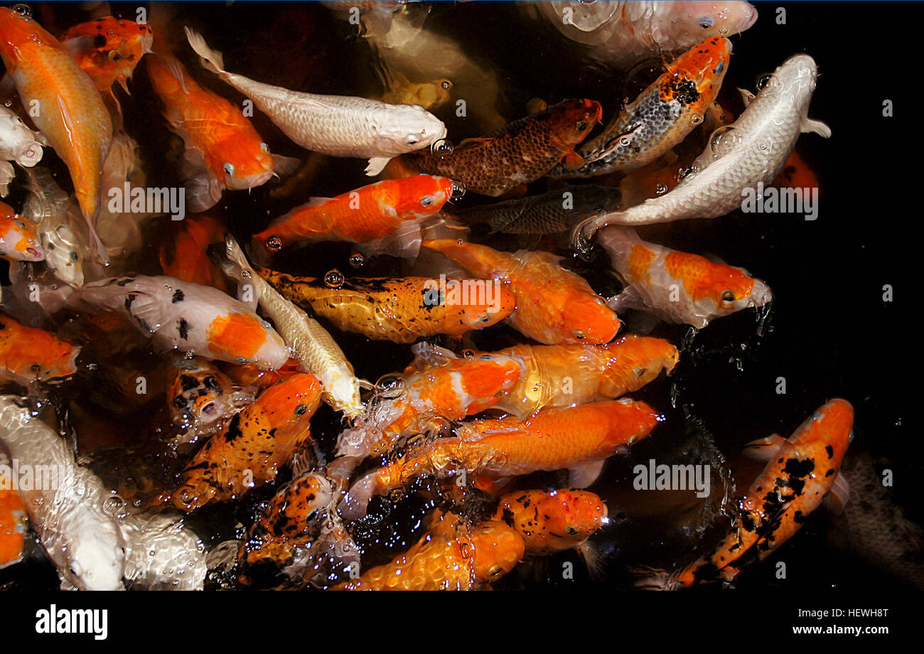 Ornamental varieties of domesticated common carp hires stock