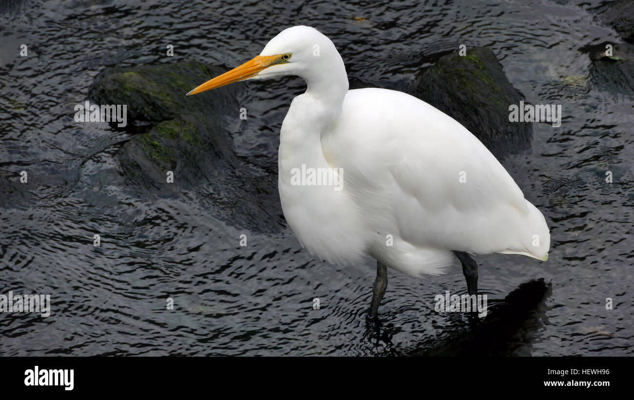 A large white heron with a long yellow bill, long dark legs and a very long neck. When breeding, the bill becomes grey-black and long filamentous plumes develop, mainly on the back. In flight, the white heron tucks its heads back into its shoulders so that the length of its neck is hidden, giving it a hunched appearance. When walking, the white heron has an elegant upright stance showing the extreme length of its neck. When resting it is more hunched with its head tucked in, making the birds appear more bulky. Important identification characters when separating white herons from other white eg Stock Photo