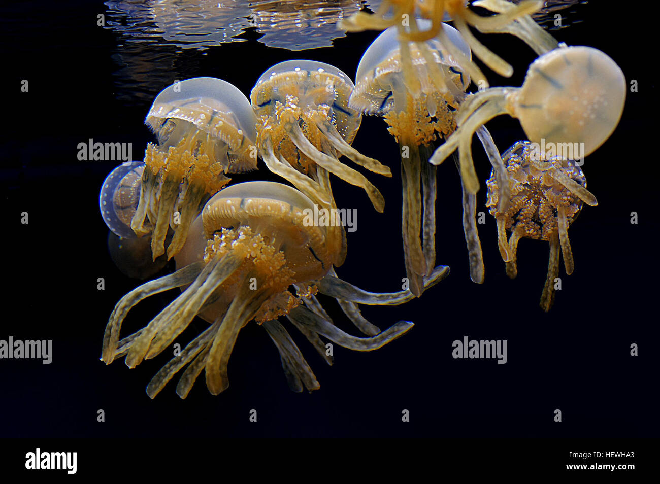 spotted lagoon jellyfish