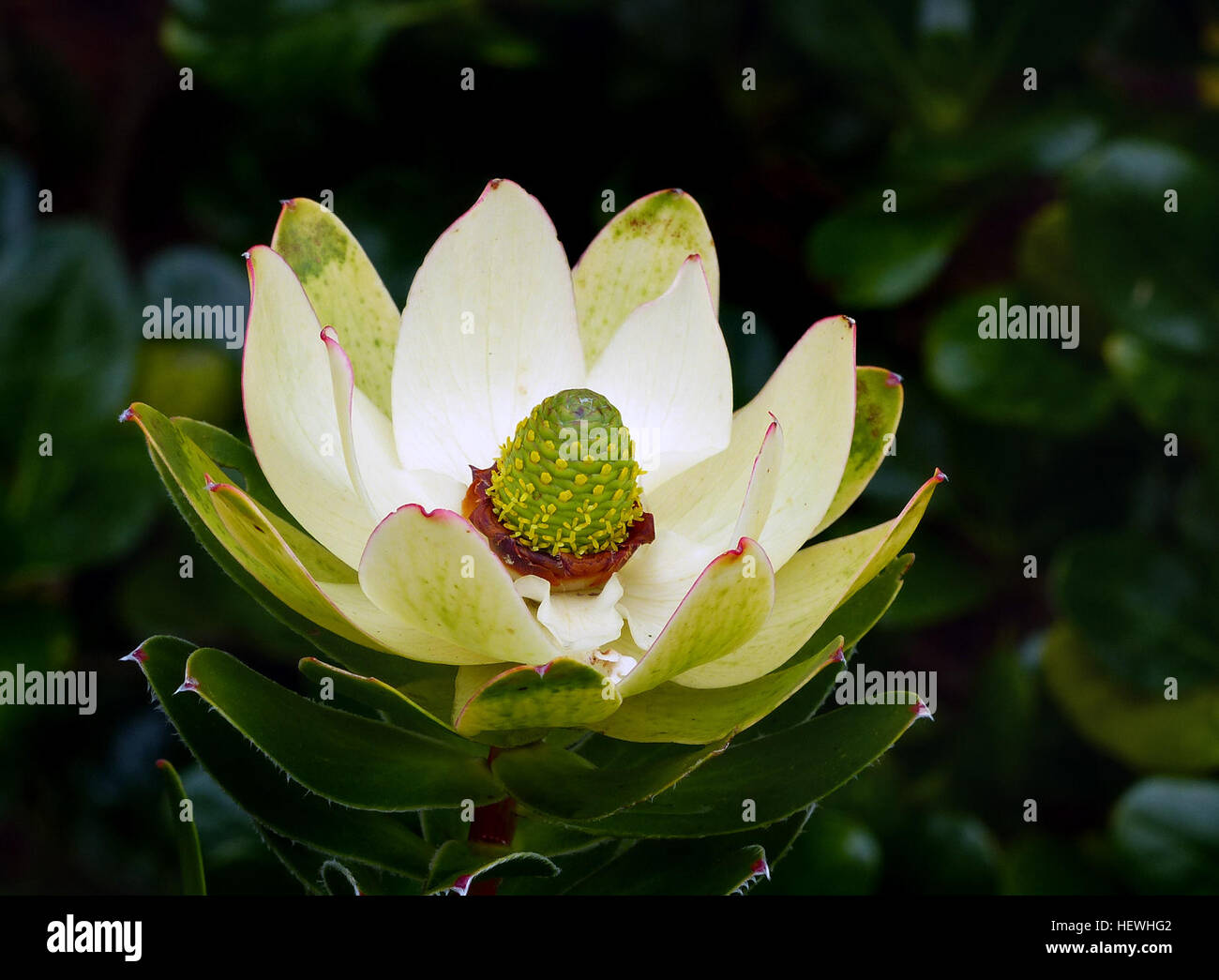 Genus Leucadendron Species   Cultivar   'Inca Gold'  Common name Cone flower Hybrid L. laureolum x L. salignum  Family name Proteaceae Place of origin South Africa Stock Photo