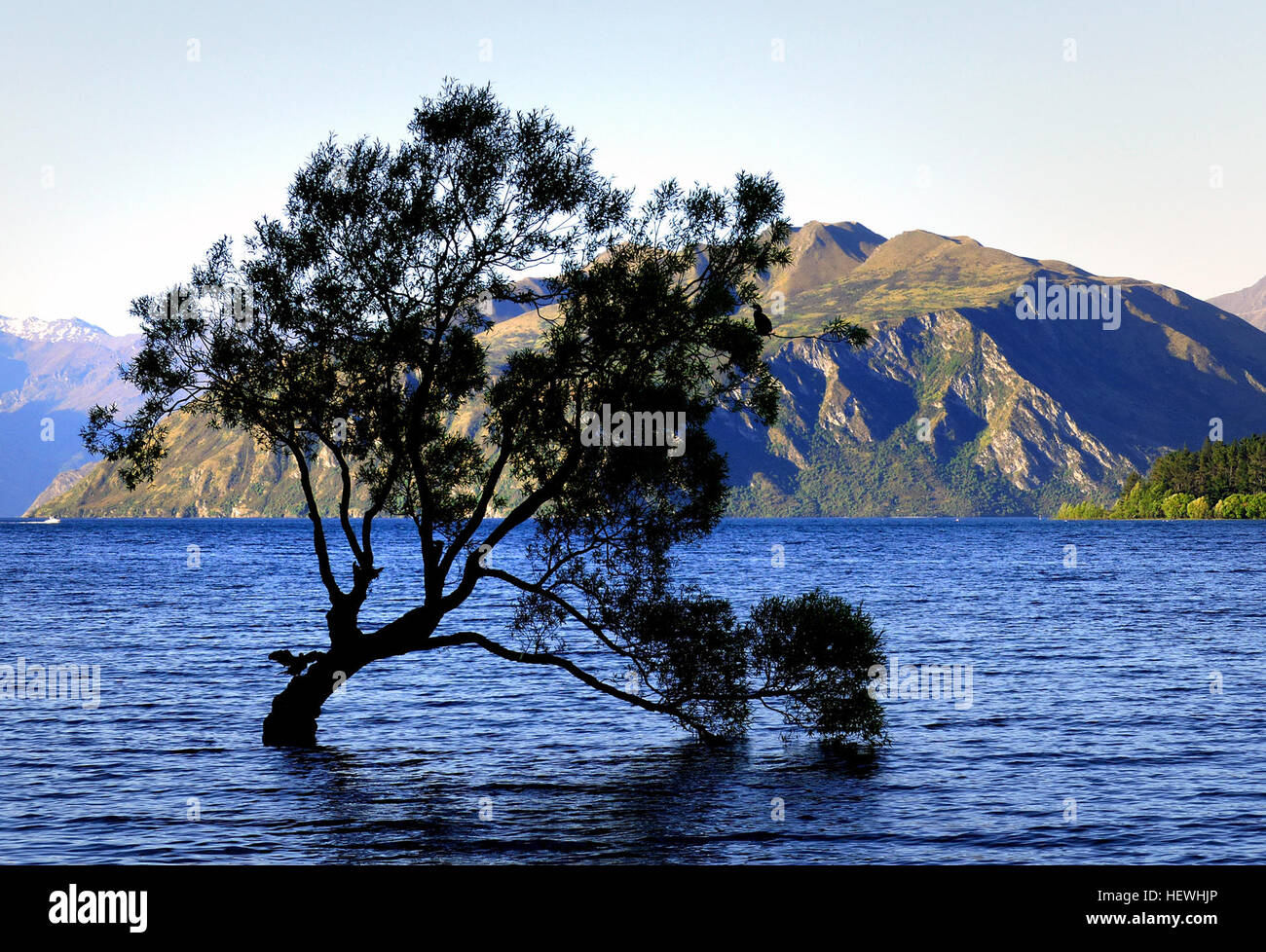 Lake Wanaka is location at the foot of the Southern Alps of NZ Sth Island with the wilderness of Mt Aspiring National Park nearby. Roys Bay is at the southern end of Lake Wanaka. Rooted firmly into the earth near the shore of Roys Bay is a lone tree. On high tide its base is submerged. How it got there I don't know. Was it a seed dropped by a bird many years ago, maybe. One thing's for sure, it's a very popular tree with photographers, painters and sightseers. A famous land mark to the area. Stock Photo