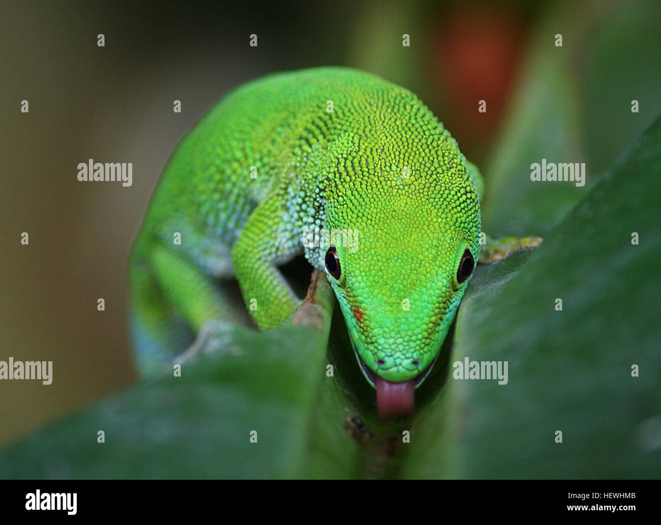 One of the largest day geckos, it can reach a total length of about 22cm. The body colour is light green or bluish green. These geckos do not have eyelids and they have flattened toe pads. The gecko's body is more flat than in other lizards and covered with a smooth skin and small scales. Like most geckos they have tiny hooks on the pads of their toes which enable them to stick to most surfaces. They are very vocal, barking, hissing and squeaking to scare of predators. Males are very aggressive towards each other. In order to escape predators the Madagascan day gecko’s tail easily breaks off.  Stock Photo