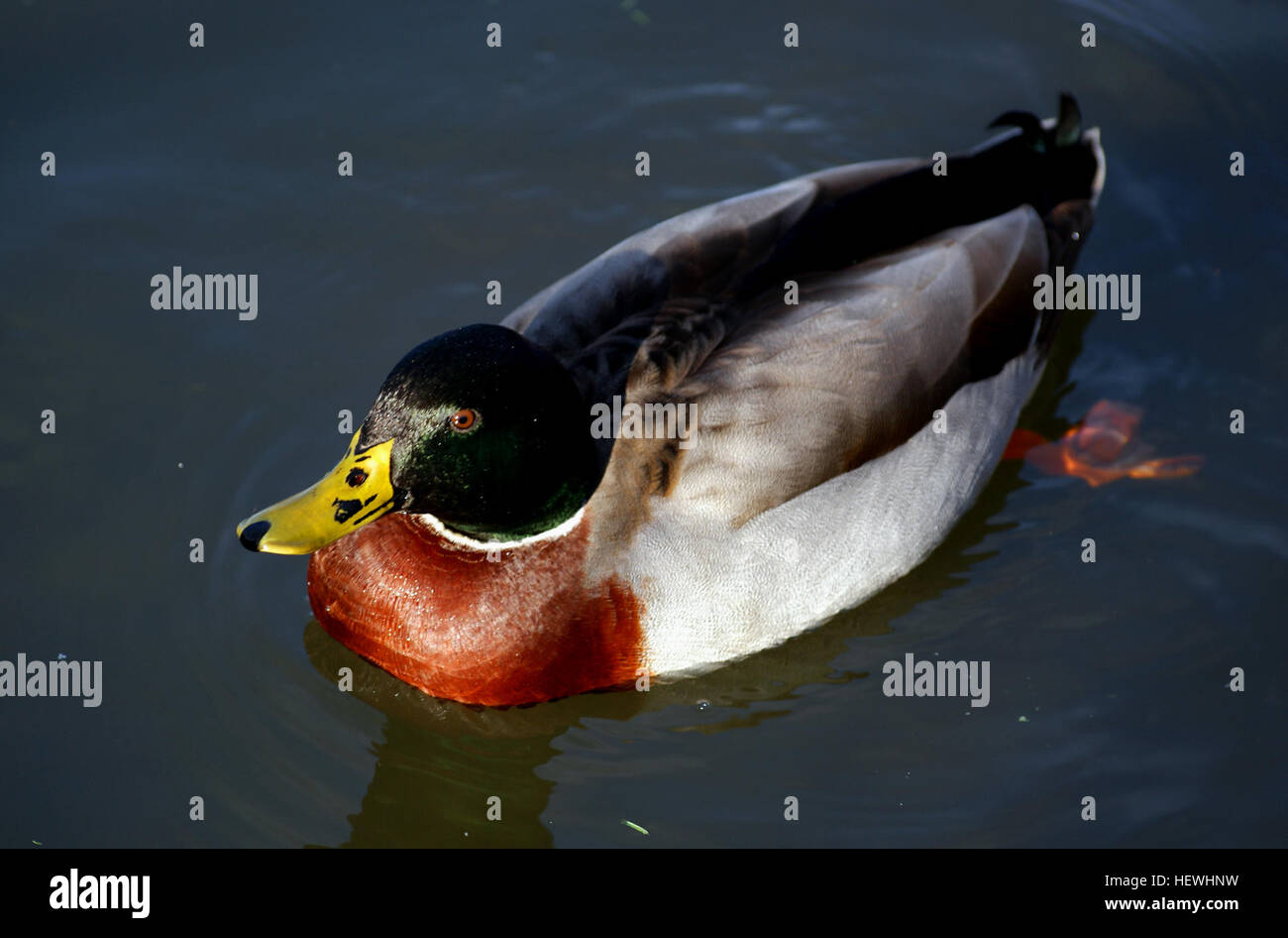 Species of dabbling ducks hi-res stock photography and images - Alamy