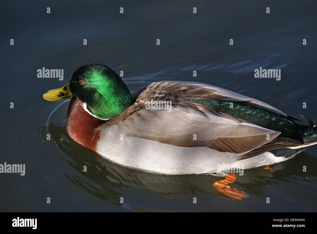 A photograph of a Drake duck, showcasing its distinctive features in a ...
