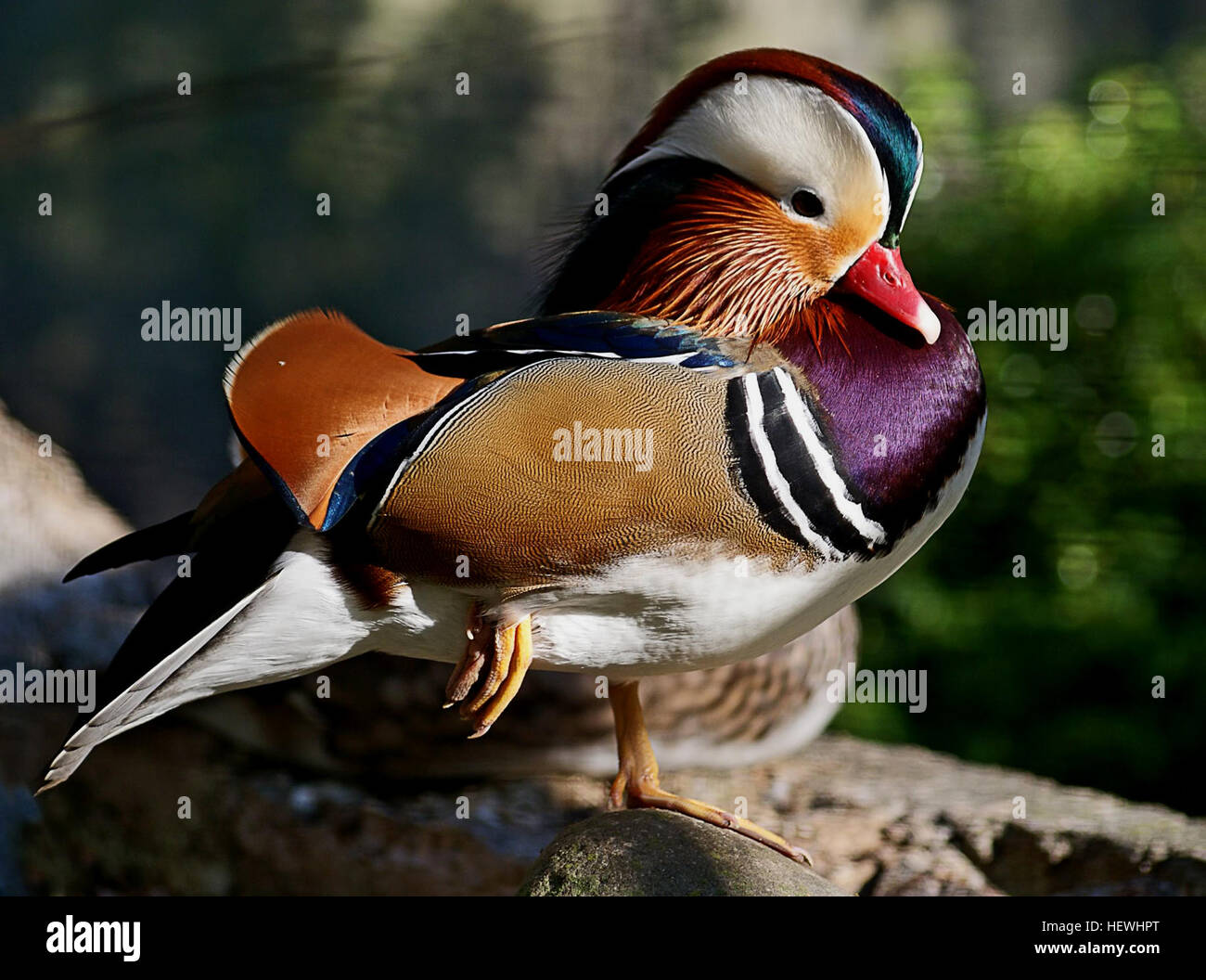 The Mandarin duck is a sexually dimorphic species, meaning males and females differ in appearance. The male has a rich, colorful appearance, which includes brown cheeks and a long brown and white The Mandarin duck is a sexually dimorphic species, meaning males and females differ in appearance. The male has a rich, colorful appearance, which includes brown cheeks and a long brown and white