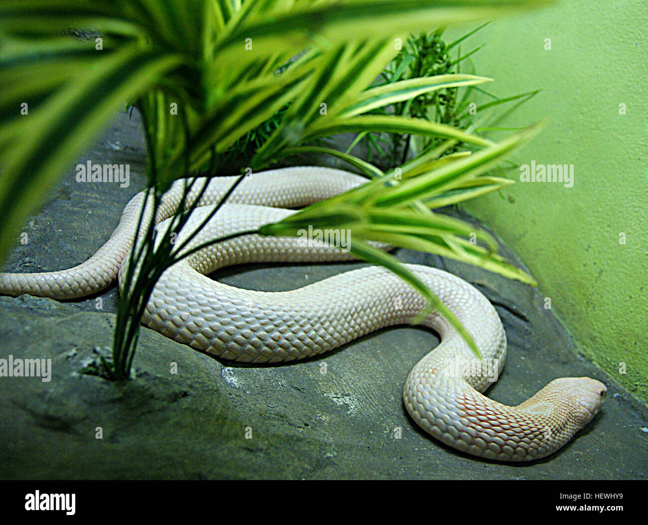 The Burmese Python, a large non-venomous snake native to Southeast Asia ...