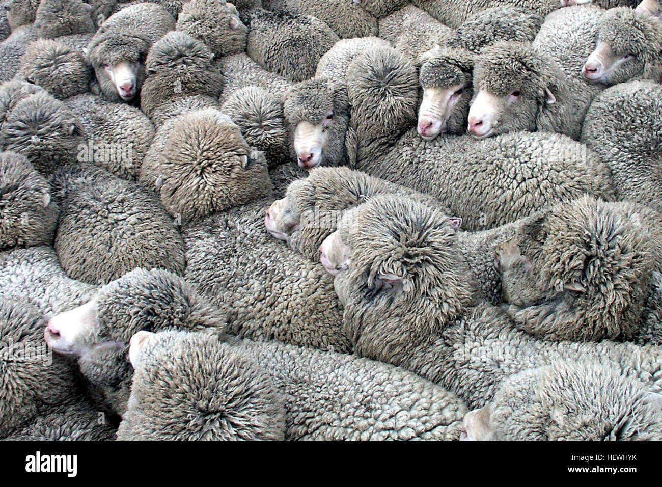 Poll merino hires stock photography and images Alamy