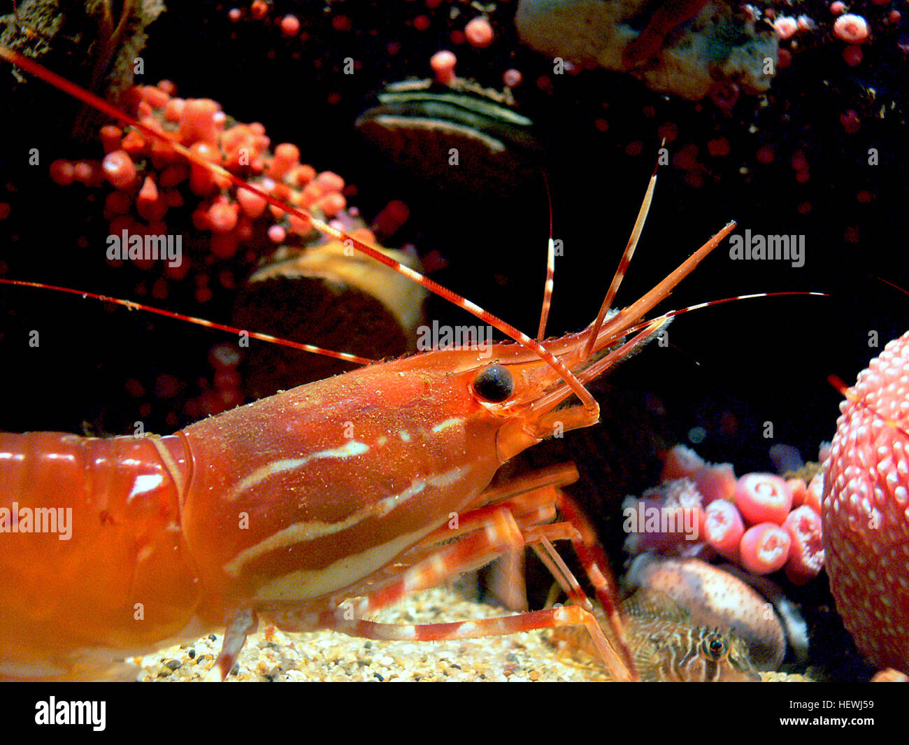 Sea invertebrate species hi res stock photography and images Alamy