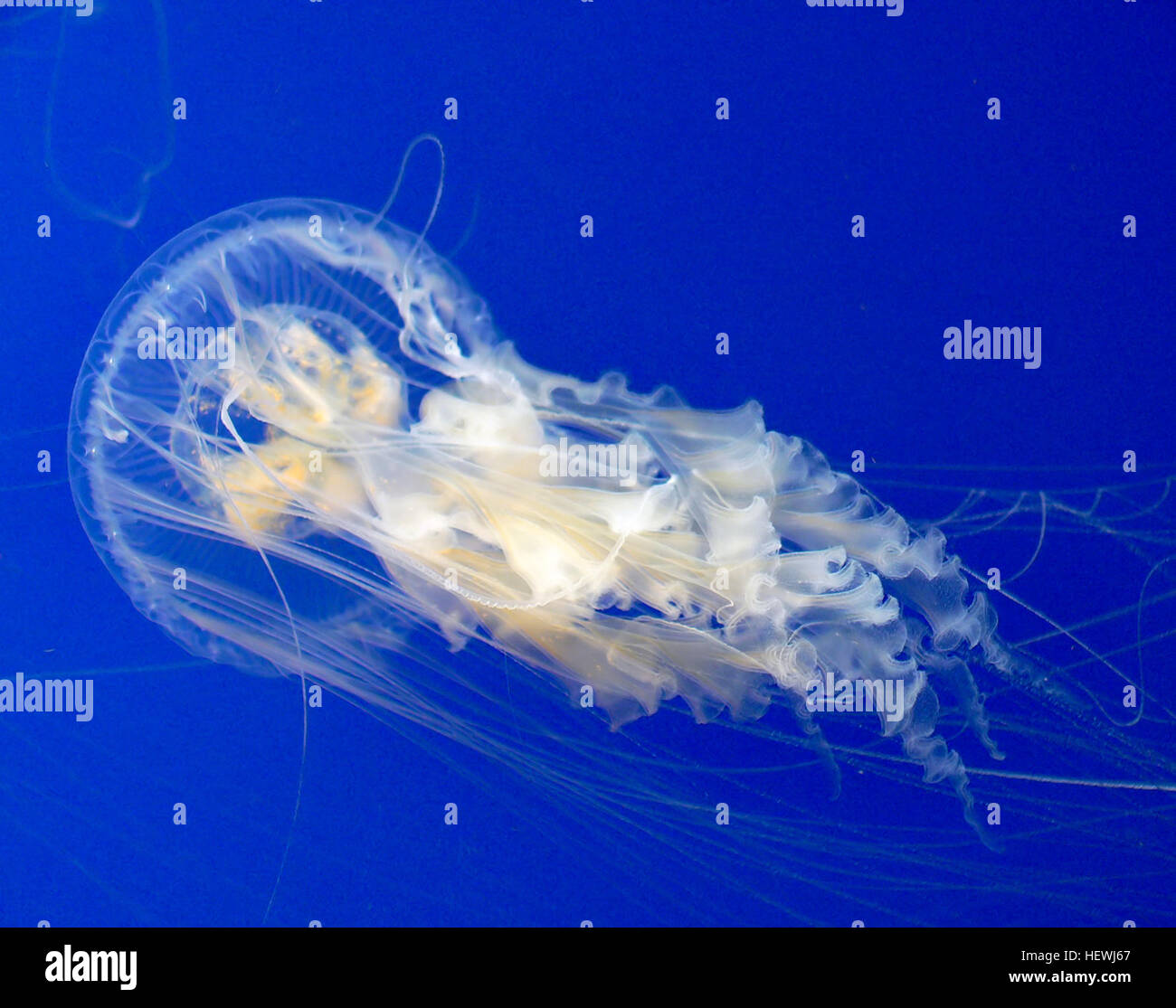No Gills, No Problem! The Genius Of Jellyfish Respiration - ch6b86y