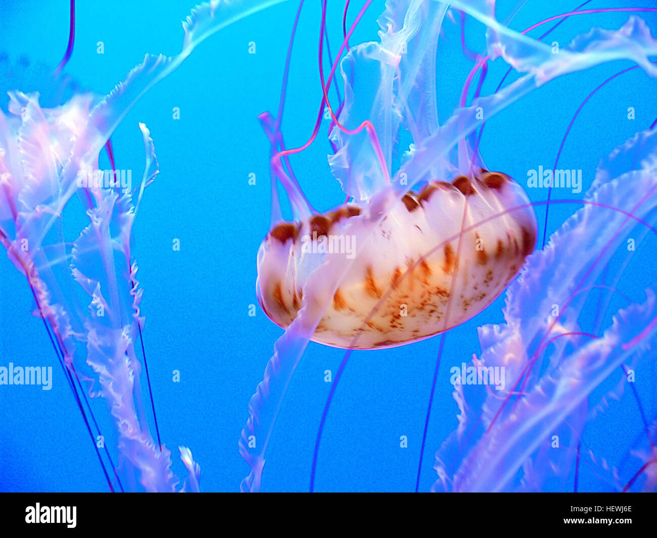 There are many types of jellyfish in the ocean. These jellylike