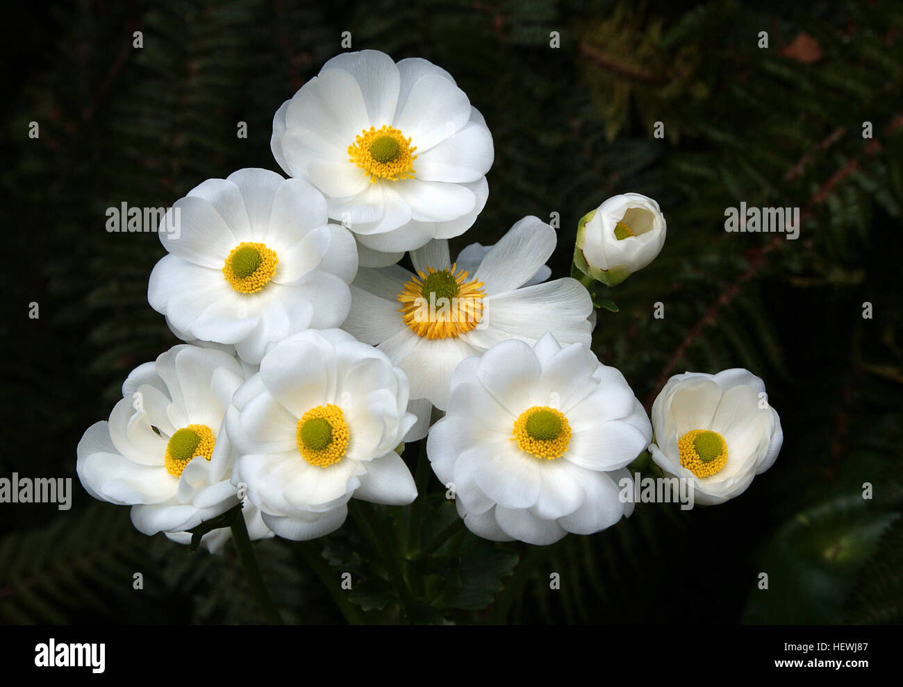 The Mount Cook Lily Ranunculus Lyallii Is One Of New Zealand S Most Well Known Alpine Plants Its Flowering Image Has Been Used On Postcards Stamps And Even As A Logo On The The Mount Cook Lily Ranunculus Lyallii Is One Of New Zealand S Most Well Known Alpine Plants Its Flowering Image Has Been Used On Postcards Stamps And Even As A Logo On The