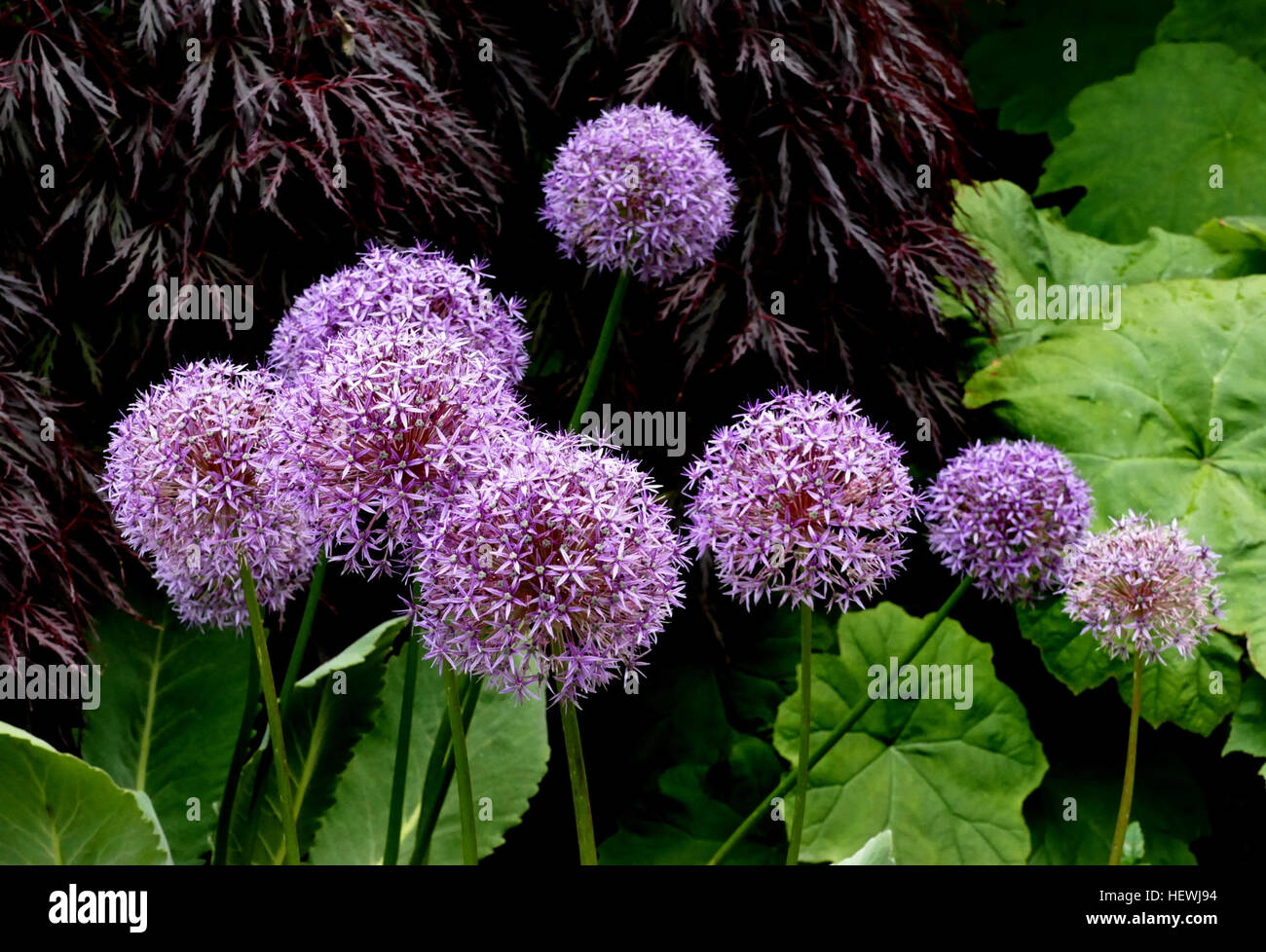 The magnificent, spherical blooms of Allium 'Globemaster' are up to 15cm (6&quot;) across! Flowering only once in a season, the blooms are followed by skeletal seedheads for a spectacular autumn display. Undemanding and easy to grow, these purple alliums are guaranteed to add the 'wow' factor to borders and cut flower arrangements. Height: 80cm (31&quot;). Spread: 15cm (6&quot;). Bulb size 18/20. Stock Photo