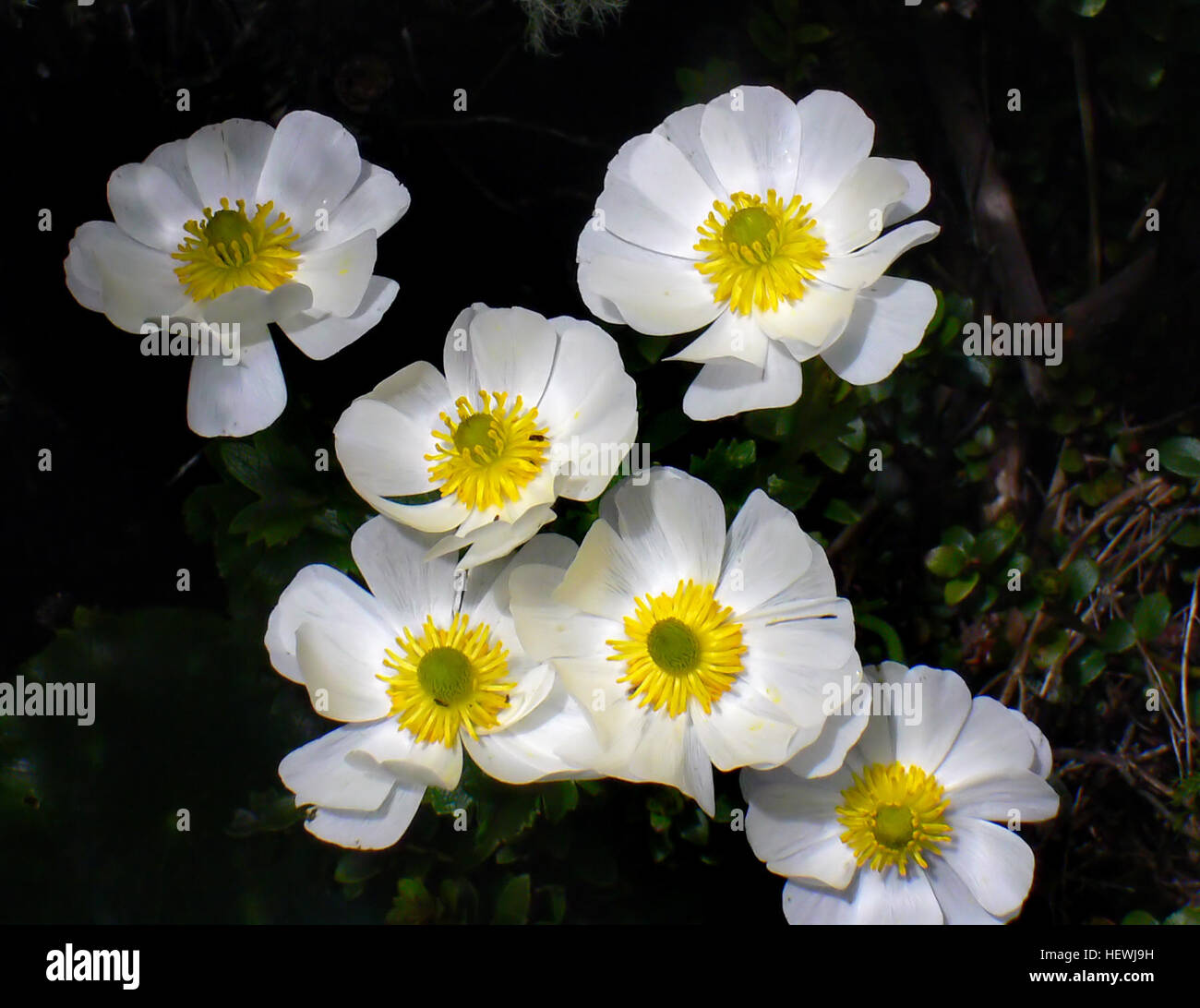 New zealand mountain buttercup hi-res stock photography and images - Alamy