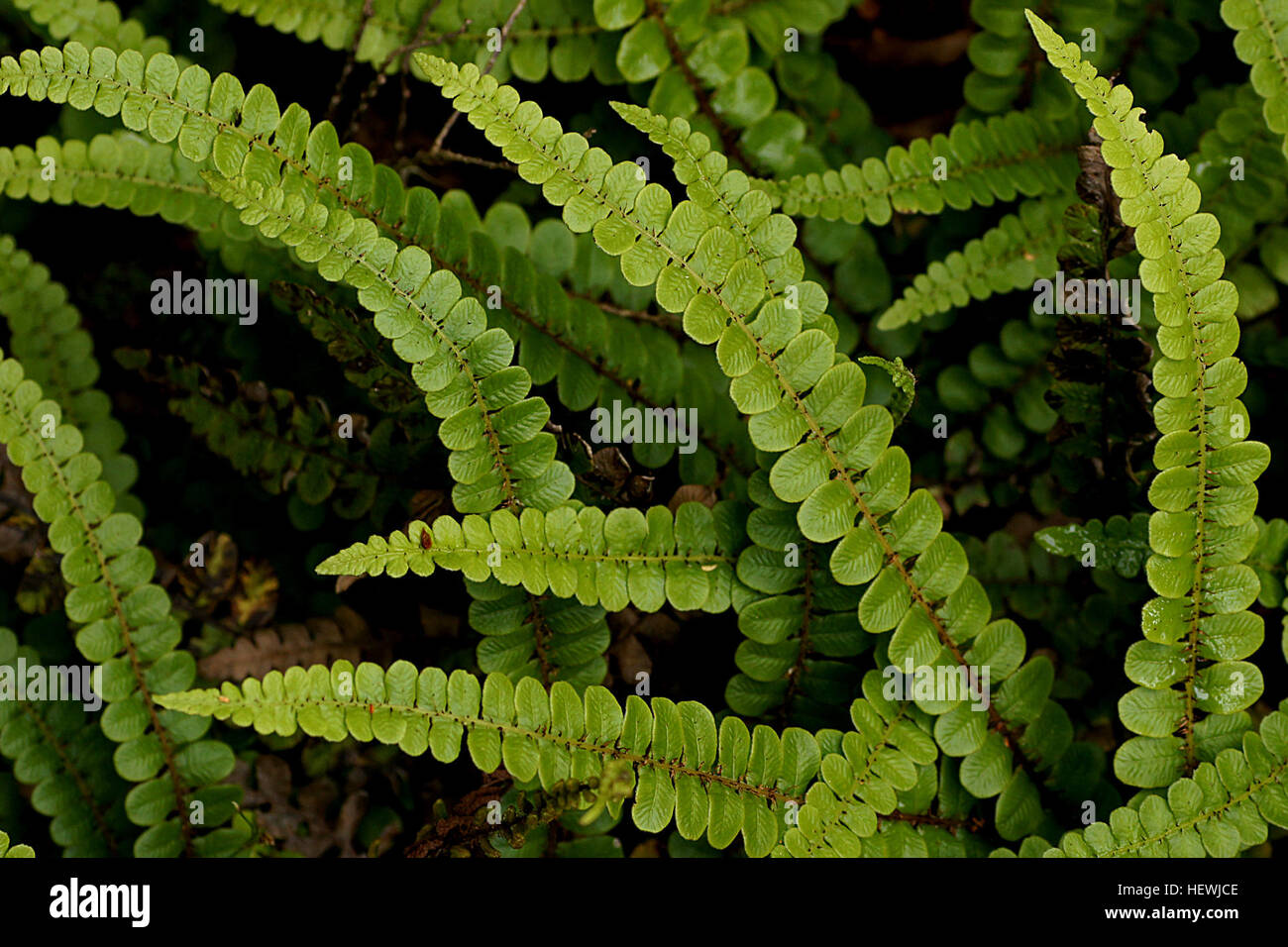 Blechnum penna-marina is a native alpine water fern that can grow in conditions down to -25°C. It natural range in New Zealand is the North, South, Stewart, Chatham, Antipodes, Auckland, Campbell Islands and the Macaquarie Island. Its habitat is coastal to alpine in open forest, subalpine scrub, grassland, alpine herbfield, and in moss field on the shaded sites of rock outcrops. It mostly montane to alpine in the northern part of range, and is scarce north of the Bay of Plenty and the Waikato. It is present on Mt Egmont/Taranaki. It also grows in Australia, some Pacific islands, South America. Stock Photo