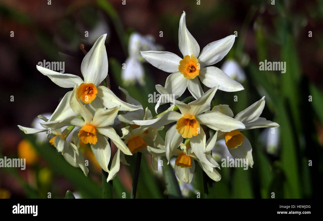 Narcissus poeticus was one of the first daffodils to be cultivated, and is frequently identified as the narcissus of ancient times. It is also often associated with the Greek legend of Narcissus. It is the type species of the genus Narcissus. Stock Photo