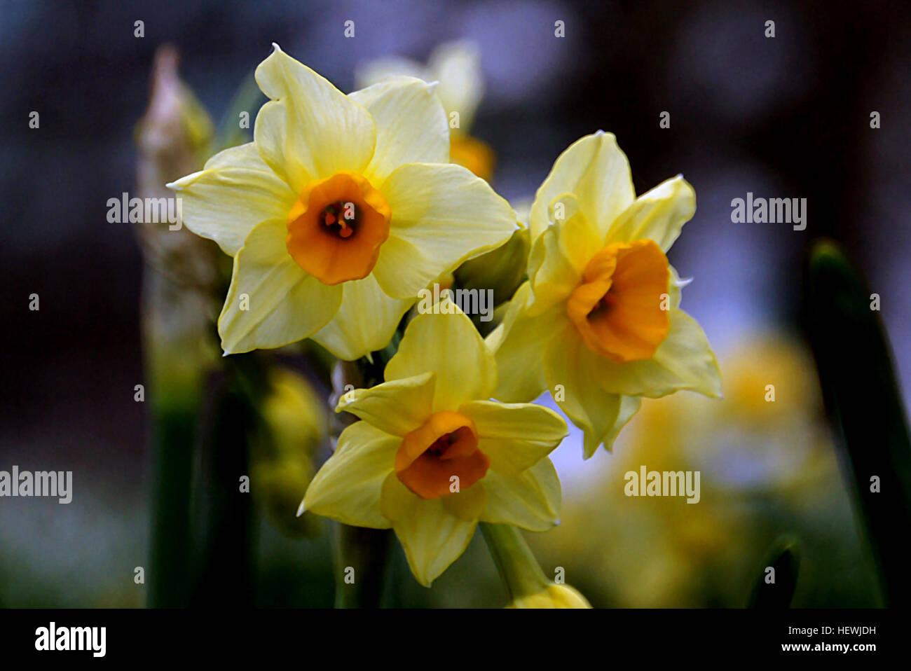 Narcissus is a genus of mainly hardy, mostly spring-flowering, bulbous perennials in the Amaryllis family, subfamily Amaryllidoideae. Various common names including daffodil, narcissus, and jonquil are used to describe all or some of the genus Stock Photo