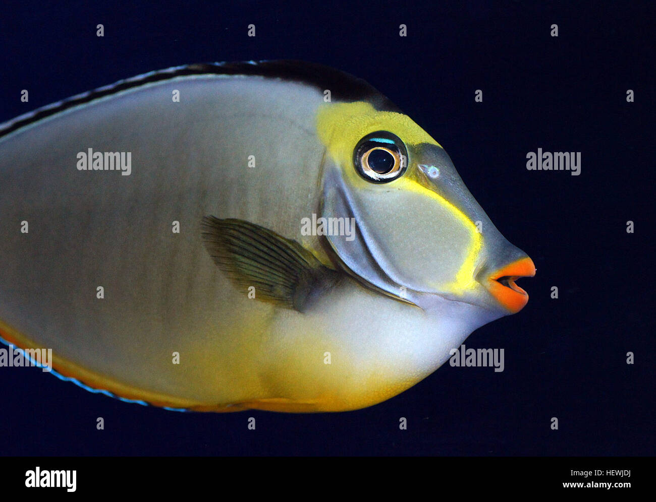 The naso, or lipstick, tang (Naso lituratus) has been popular with